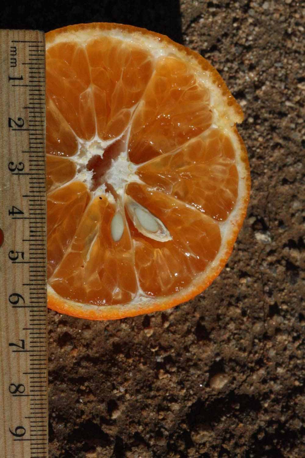              Fruit cross-section (Riverside, CA)       